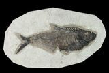 Fossil Fish (Diplomystus) - Green River Formation - Inch Layer #138597-1